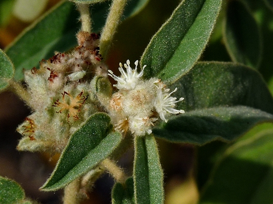 {Croton capitatus}